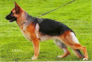 Xena vom Stieglerhof V