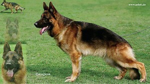 Flipp von Arlett V10