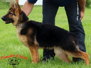 Helza des servants de cernunnos