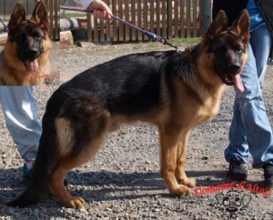 GHOST de la maison du prince