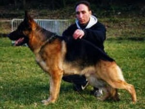 Mirko de la Cité d'Emeraude V17 (FR)