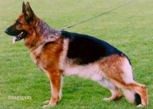 Zeppo vom Klebinger Schlob