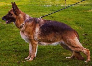 Ulrike aus Agrigento V