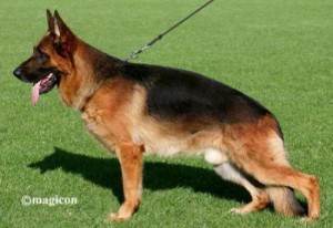 Pedro aus Agrigento V1