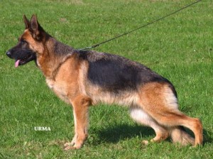 Gwendy von der Vallendarer HÃ¶he V