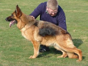 Gwendy aus Agrigento SG11