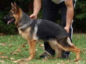 Hennia de la cité d'emeraude