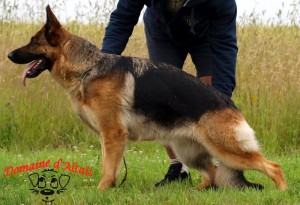 EASY de la maison du prince