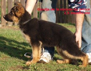 GANDJA de la maison du prince