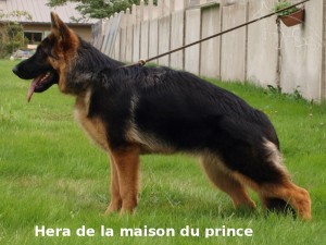 Hera de la maison du prince (père / father : Danko di casa beggiato)