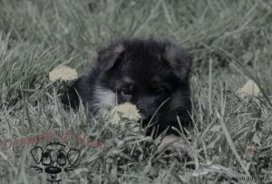 Chiot berger allemand de l'élevage de la maison du prince