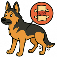 Myélopathie dégénérative chez le berger allemand : dépistage