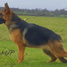 ROMY de la maison du prince : miniature