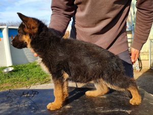 Prima de la maison du prince 2 mois demi