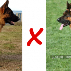 Chiots berger allemand de Nanou et Solo