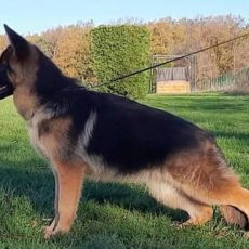 REY de la maison du prince