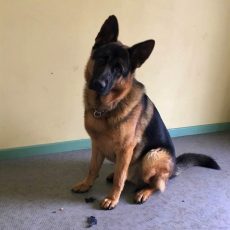 PYROS de la maison du prince