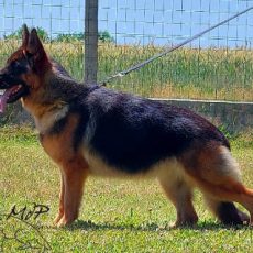 SORA de la maison du prince