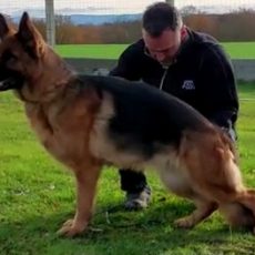 SHANA du val d’anzin SHANA du val d’anzin