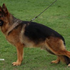 VOSS de la maison du prince