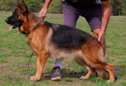VISTA du pavillon chinois