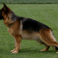 VITA de la maison du prince