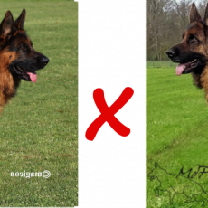 Chiots berger allemand de Tess et Vasco