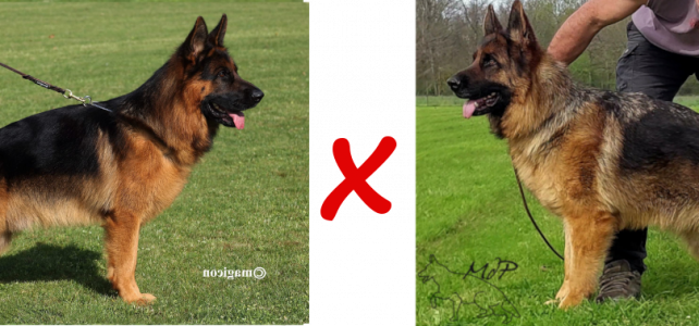 Chiots berger allemand de Tess et Vasco