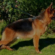 KING von melanchthon