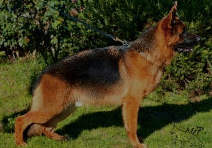 KING von melanchthon KING von melanchthon