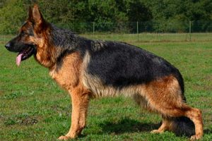 UK de la maison du prince