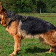 UK de la maison du prince UK de la maison du prince