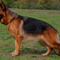 VISTA du pavillon chinois Vista du pavillon chinois