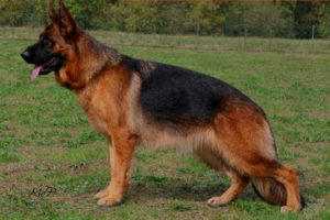 Vista du pavillon chinois