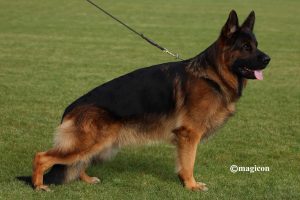 BALZAC vom holtkämper hof