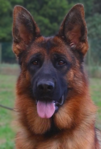 Vista du pavillon chinois - tête