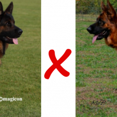 Chiots berger allemand de Vista et Balzac