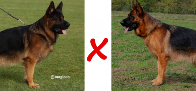 Chiots berger allemand de Vista et Balzac