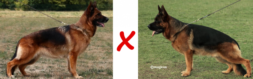 chiots berger allemand de Royce et Carlo