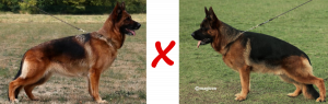 chiots berger allemand de Royce et Carlo