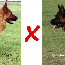 chiots berger allemand de Royce et Carlo