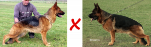Chiots berger allemand de Royce et Carlo