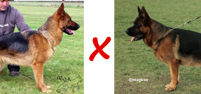 chiots berger allemand de Royce et Carlo