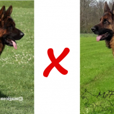 chiots berger allemand de Tess et vasko