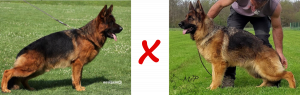 Chiots berger allemand de Tess et Vasko