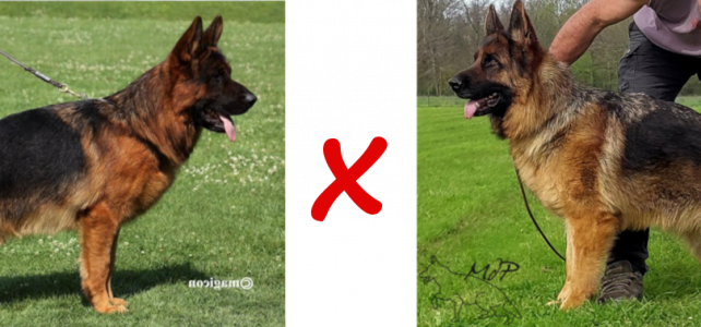 chiots berger allemand de Tess et vasko