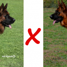 chiots berger allemand de Vista et Red