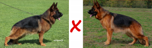 Chiots berger allemand de Vista et Red