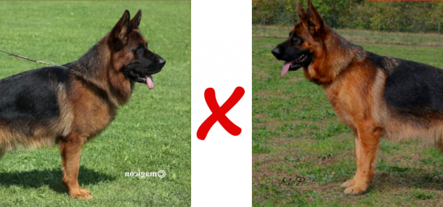 chiots berger allemand de Vista et Red